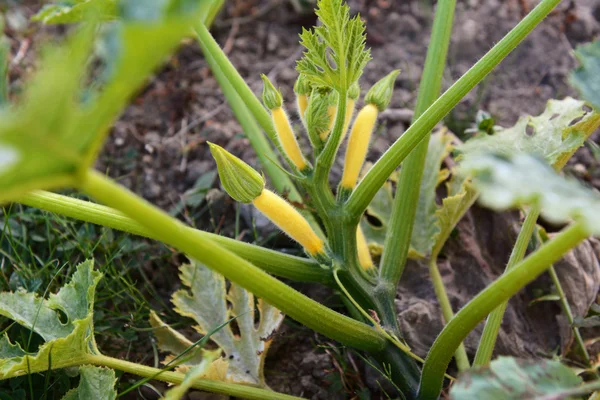 Żółty squash letnich roślin — Zdjęcie stockowe