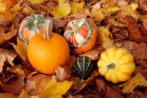 Pumpkin, squashes and gourds on dry fall foliage — Stock Photo, Image