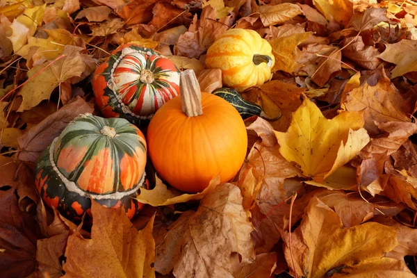 Abóboras, abóboras e cabaças de turbante em folhas de outono crocantes — Fotografia de Stock