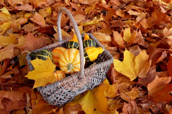 Fall basket of ornamental pumpkins with yellow leaf — Stock Photo, Image