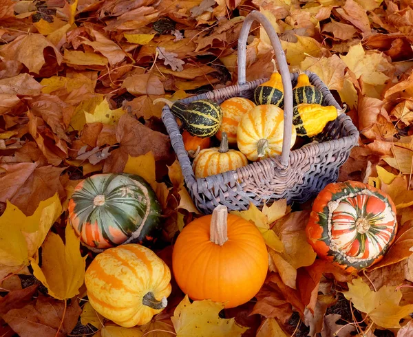 Basket full of ornamental pumpkins with colourful gourds — Stock Photo, Image