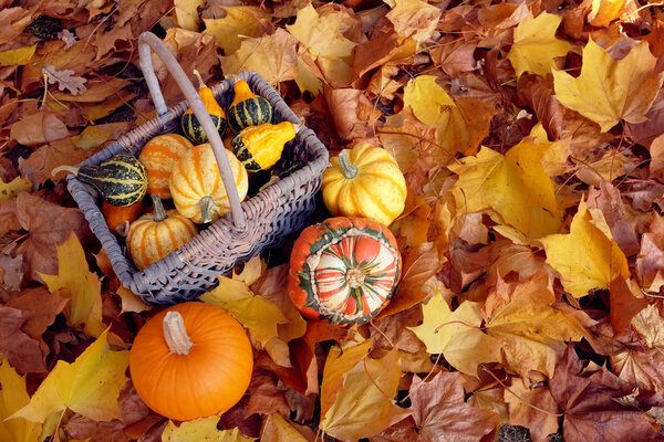 Basket of ornamental gourds with pumpkin and two squashes
