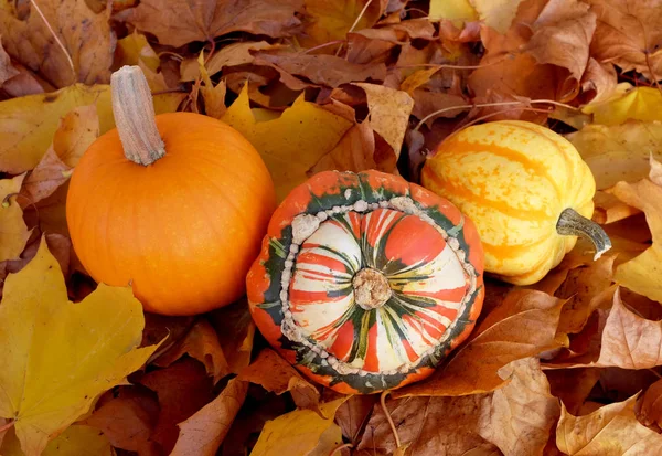 Dynia, squash i dynia na jesienią liście — Zdjęcie stockowe