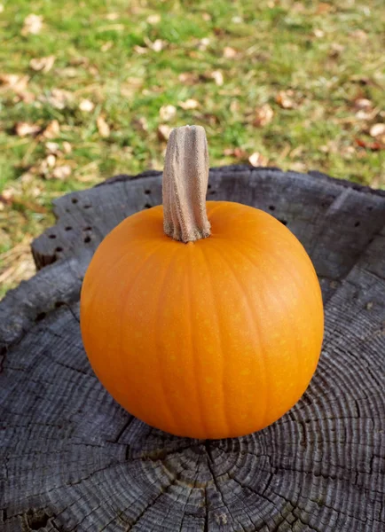 Calabaza madura sobre un tronco de árbol gris con hierba verde y autum seco —  Fotos de Stock