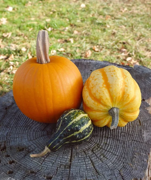 Calabaza, calabaza y calabaza ornamental en un tocón de árbol —  Fotos de Stock