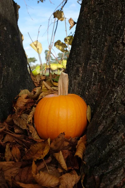 Ripe pumpkin in brown fall leaves against a tree trunk — Stock Photo, Image