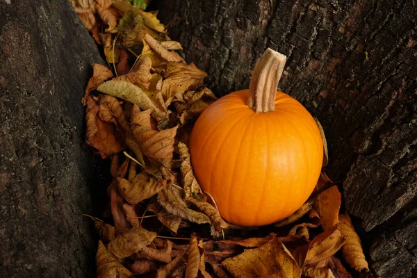 Orange pumpkin in dry autumn leaves against a tree trunk — Stock Photo, Image