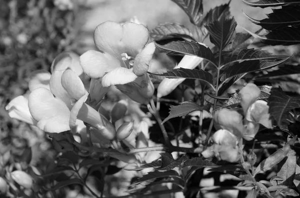 Campsis - trumpet vinstockar - blommor — Stockfoto