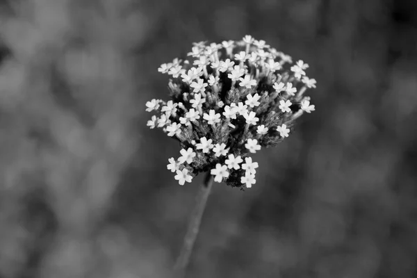 Květy malé verbena — Stock fotografie