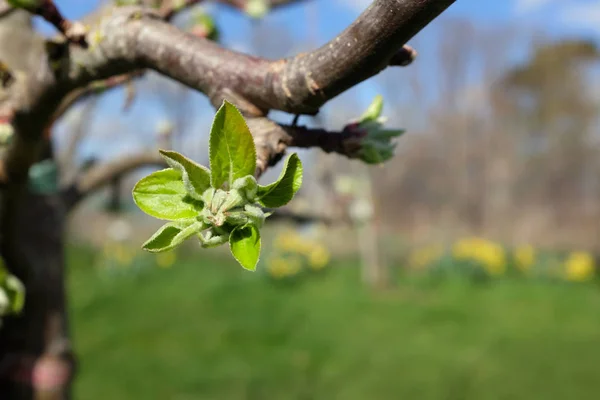 Gran abertura de brotes frondosos en el manzano en primavera — Foto de Stock