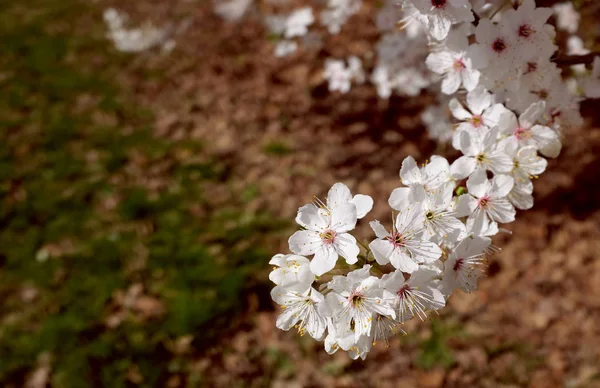 Branche de fleur blanche printanière au-dessus des feuilles brunes — Photo