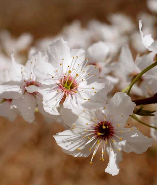 Deux fleurs fleuries avec des étamines délicates — Photo