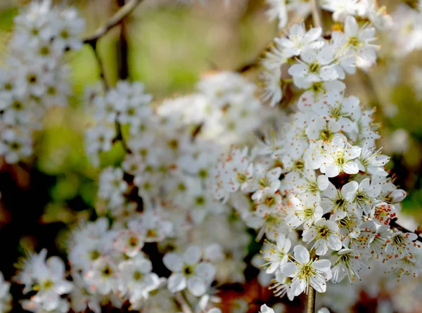 Branche de fleur d'aubépine blanche — Photo