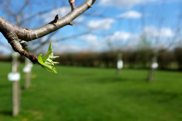 リンゴの木に開く緑の葉のクローズ アップ — ストック写真
