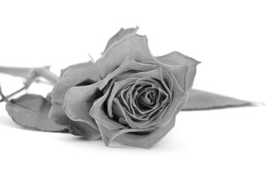 Rose ile soluk yaprakları çiçek