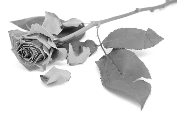 Umierający rose bloom z porzuconych płatki — Zdjęcie stockowe