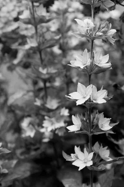 Sprig of loosestrife flowers against bokeh of garden