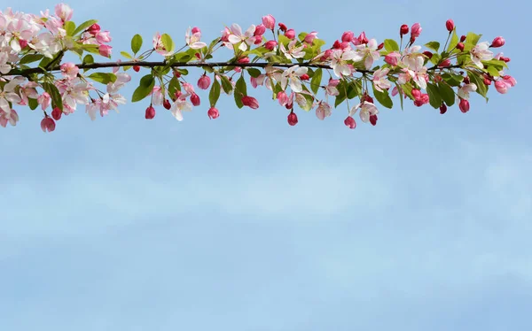 Branch of pink blossom flowers against blue sky — Stock Photo, Image