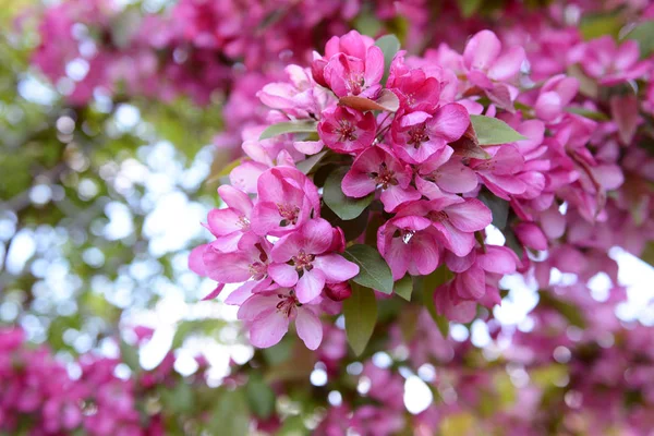 Pink blossom on branch of malus crab apple — Stock Photo, Image