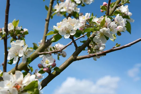 Apple tree branches bearing white blossom — Stock Photo, Image