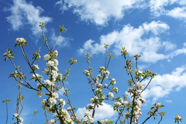 Apple tree branches with white blossom flowers reach up sky — Stock Photo, Image