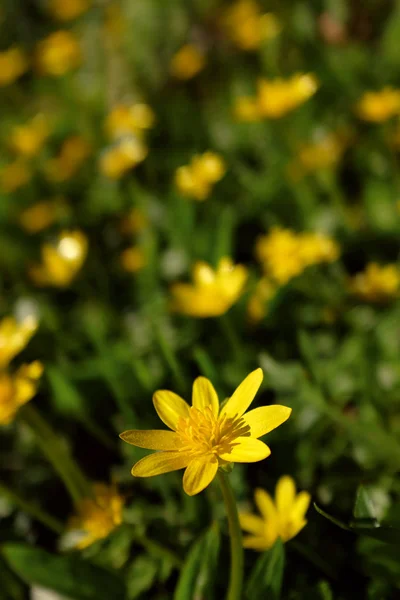 Bright celandine flower against background of yellow blooms — Stock Photo, Image