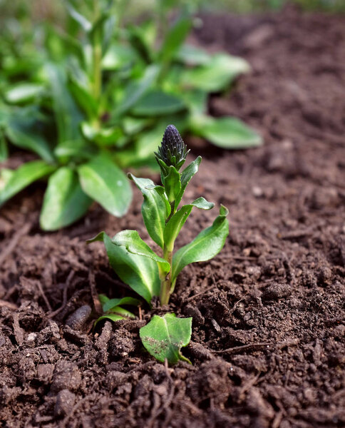 Speedwell plant spreading in flower bed