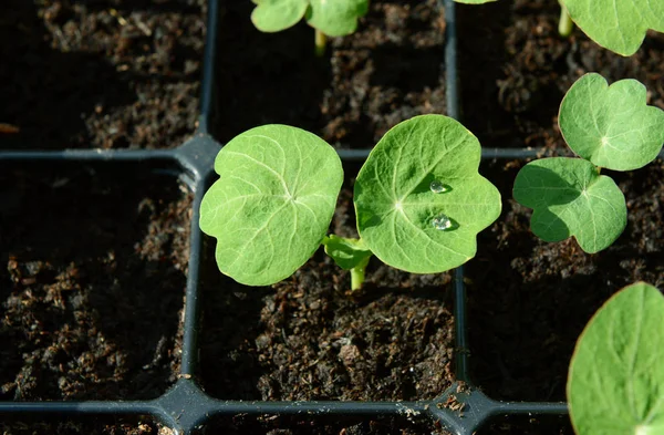 Su damlacıkları ile Nasturtium fide — Stok fotoğraf