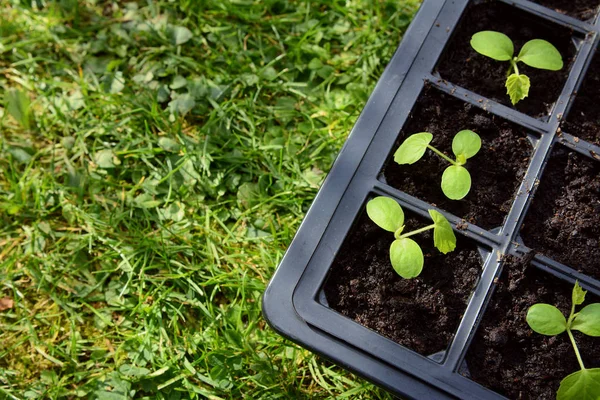 Cucamelon magoncok növekvő seed tálca — Stock Fotó