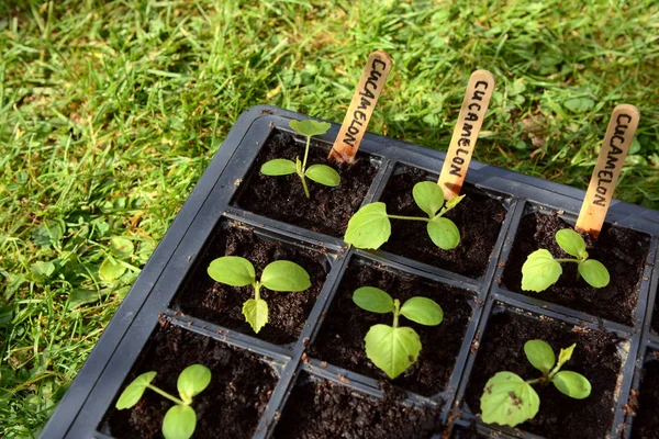 Cucamelon fidan gerçek yaprakları geliştirme — Stok fotoğraf