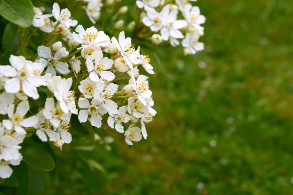 Fleurs blanches parfumées choisya sur fond d'herbe verte — Photo