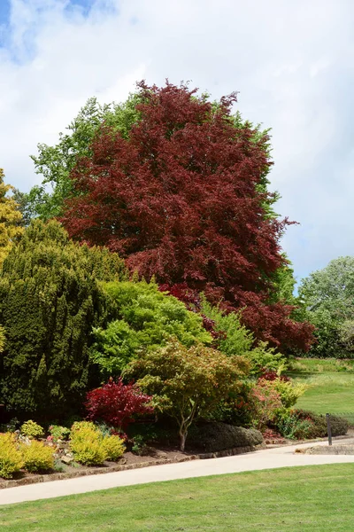 Ağaçlar ve çalılar Calverley Grou gür yeşil ve kırmızı yapraklar — Stok fotoğraf