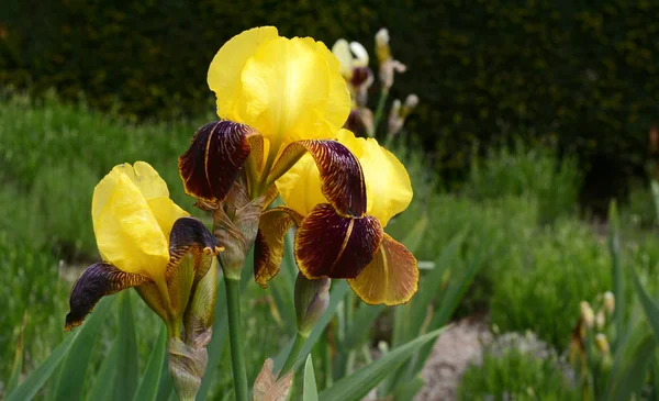 Gul iris blommor — Stockfoto