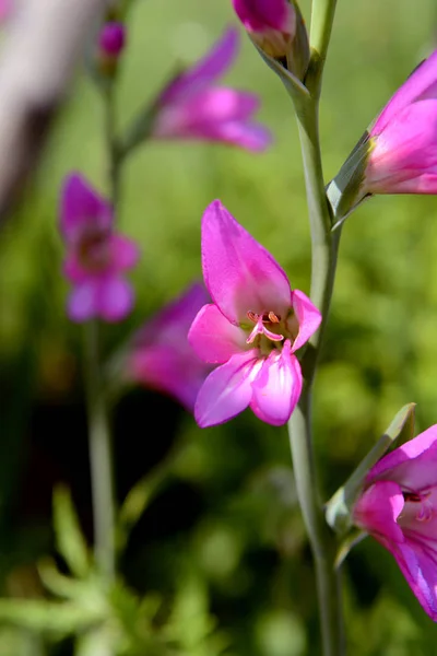 Яскраво-рожевий гладіолус цвіте на квітковому стеблі — стокове фото