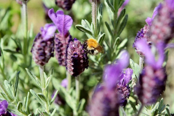 Pequeña abeja recolectando néctar de lavanda — Foto de Stock