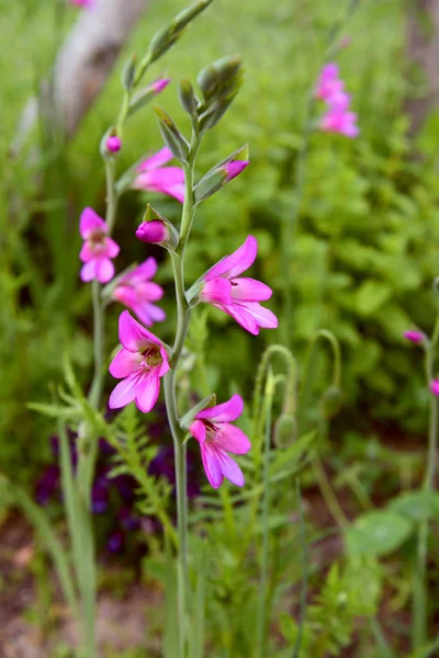 Tallo de flores de gladiolos rosados en un lecho de flores — Foto de Stock