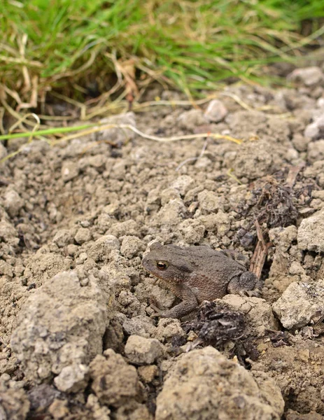 Small brown European toad sits on dry earth — Stock Photo, Image