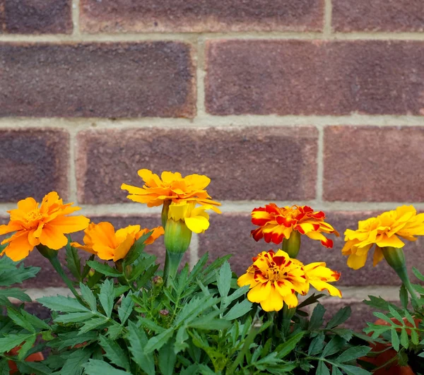 French marigold flowers against a brick wall — Stock Photo, Image