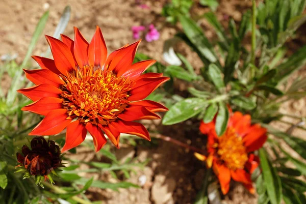 Gazania βαθύ κόκκινο λουλούδι — Φωτογραφία Αρχείου