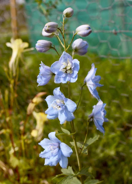 Soluk mavi delphinium çiçekler ve açılış tomurcukları — Stok fotoğraf