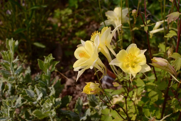 Блідо-жовті квіти аквілеїв — стокове фото