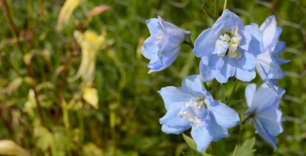 Light blue delphinium flowers — Stock Photo, Image