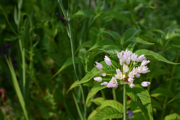 Brotes de flores de allium roseum blanco — Foto de Stock