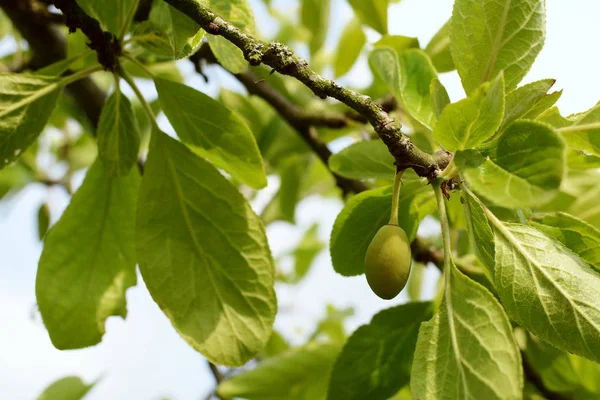 Single green unripe plum on the tree — Stock Photo, Image