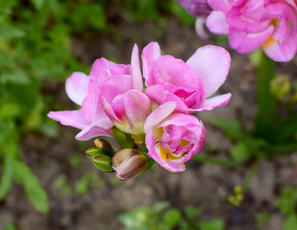 Flower head of a pink freesia with open double blooms — Stock Photo, Image