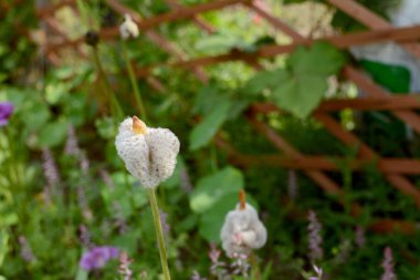 Kabarık beyaz anemone de caen tohum kafaları açılıyor