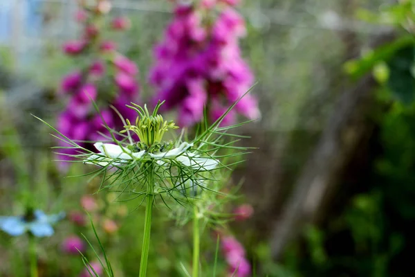 Herkkä nigella kukka taustaa vasten vaaleanpunainen foxglove — kuvapankkivalokuva