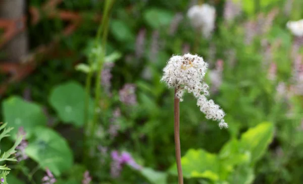 Anemone de caen seeds catch in the wind — Stock Photo, Image