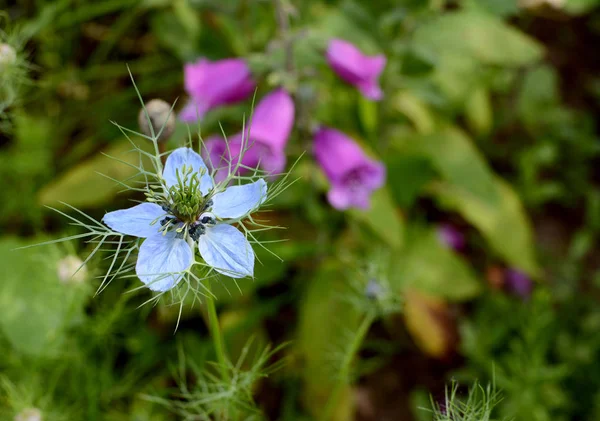 Vaaleansininen nigella - love-in-a-mist - kukka — kuvapankkivalokuva