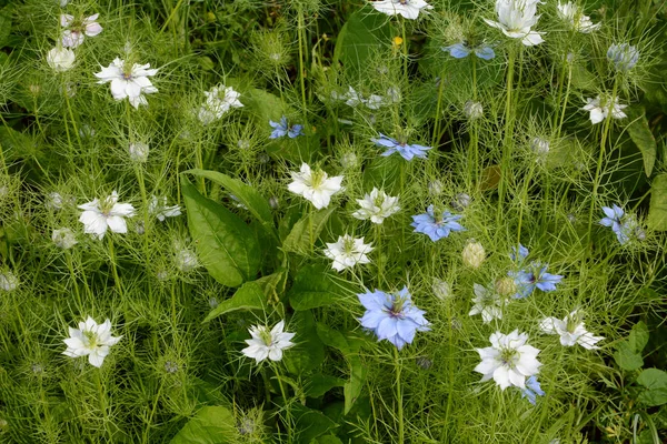 Sűrű keveréke a fehér-kék nigella virágok — Stock Fotó